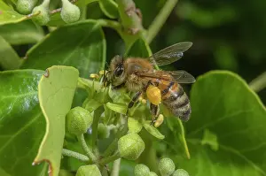 Nectar: Honey-bee, Apis mellifera, feeding on Ivy flower