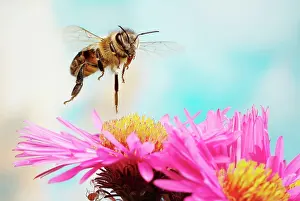 Aster: Honey bee (Apis mellifera), in flight, on Aromatic