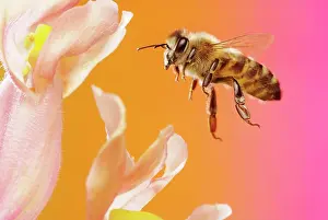 Apis: Honey bee (Apis mellifera), in flight, on the flower