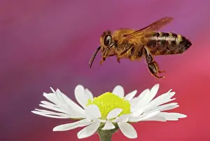 Mellifera: Honey bee (Apis mellifera), in flight, Germany