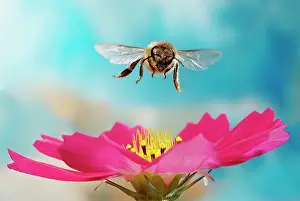 Cosmos: Honey bee (Apis mellifera), flying over pink flower