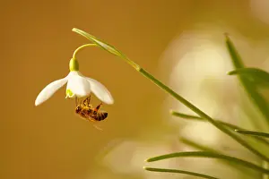 Antennata: Honey bee (Apis mellifera) foraging a snowdrop flower