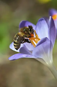 051218: Honey bee (Apis mellifera) on garden crocus, Schwaz