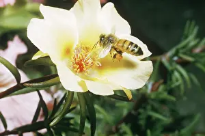 Pollinating: Bee