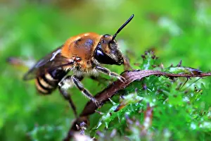 Aculeata: Honey bee (Apis mellifera), Illfurth, Haut-Rhin