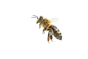 Honey: Honey bee (Apis mellifera), insect, cropped background