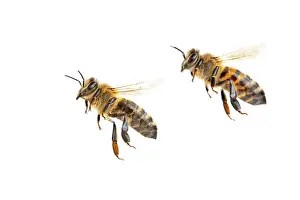Honey: Honey bee (Apis mellifera), insect, cropped background
