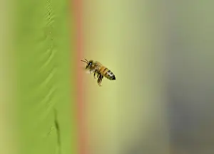 Mellifica: Honey bee (Apis mellifera) learning colors, Northern