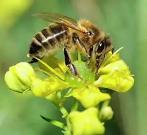 Gather: Honey Bee (Apis mellifera) licking the nectar on