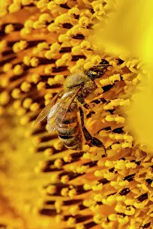 Nectar: Honey Bee (Apis mellifera) on an organically gro