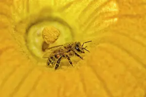 Berlin: Honey bee (Apis mellifera) in a pumpkin blossom