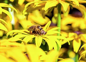 Apis: Honey bee (Apis mellifera) sits on yellow flower