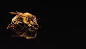 Apis: Honey bee (Apis mellifera ), studio recording, black