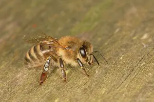 Worker: Honey bee (Apis mellifera), Western honey bee, a
