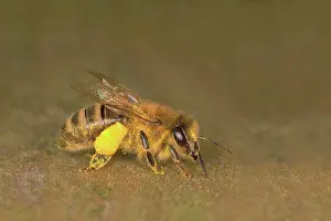 Worker: Honey bee (Apis mellifera), Western honey bee, a