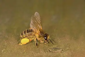Worker: Honey bee (Apis mellifera), Western honey bee, a