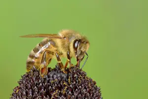 Worker: Honey bee (Apis mellifera), worker collecting nectar