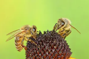 Worker: Honey bee (Apis mellifera), worker collecting nectar
