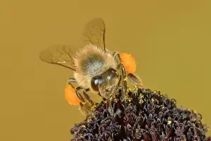 Worker: Honey bee (Apis mellifera), worker with full pollen
