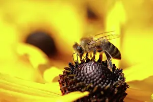 Paradoxa: Honey bee (Apis mellifera) on yellow coneflower