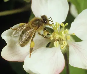 Worker: Honey bee on an apple flower