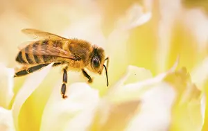 Fire: Honey Bee on bright White Yellow Peony Flower, Close
