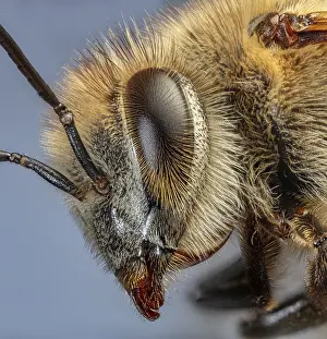 Sweet: Honey Bee Close Up, Apis Sp