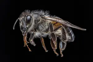 Honey: Honey Bee Close Up, Apis Sp. (. 5 long)