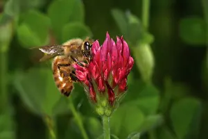 Clover: Honey Bee on Clover