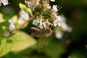 Mark Boulton: Honey Bee - collecting nectar from Majoram flowers