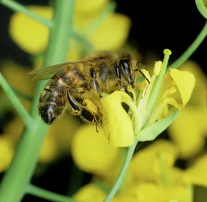 Worker: Honey bee collecting pollen