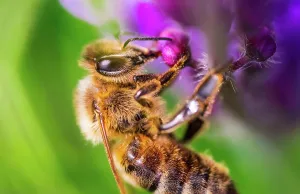 Honey: Honey bee collecting pollen at violet flower. Bee