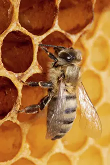 Comb: Honey bee drone sitting at honeycomb left looking up