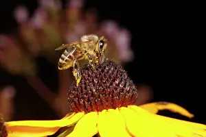 Rudbekia: Honey Bee - feeding on Rudbekia flower in garden