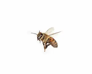 Hymenopteran: Honey Bee in Flight