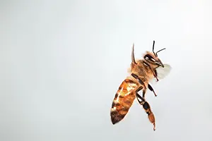 Honeybee: Honey Bee in Flight