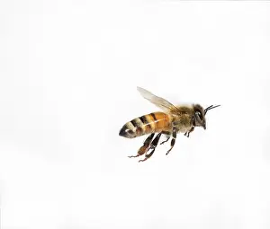 Honeybee: Honey Bee in Flight