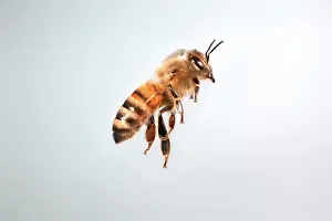 Honeybee: Honey Bee in Flight