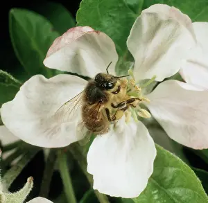 Commercial: Honey Bee in Flower