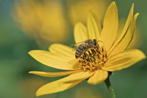 Artichoke: Honey bee () on (Helianthus tuberosus), Emsland