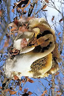 Hives: Honey Bee Hive