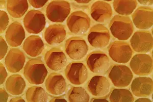 Honeycomb: Honey bee Honeycomb with several eggs