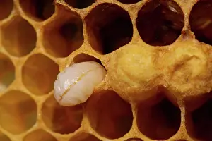 Honeycomb: Honey bee Honeycomb with pen-shaped egg