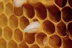 Honeycomb: Honey bee Honeycomb with pen-shaped egg