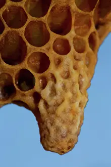 Monarch: Honey bee Honeycomb with queen cell