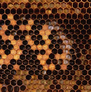 Comb: Honey bee larvae in brood comb