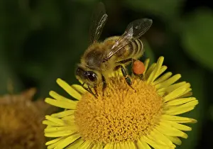 Nectar: Honey bee - Pollen-laden - feeding on Fleabane flower