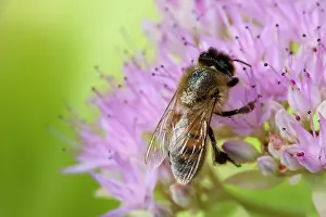 Sedum: Honey Bee - Single bee feeding on nectar of Sedum spectabile