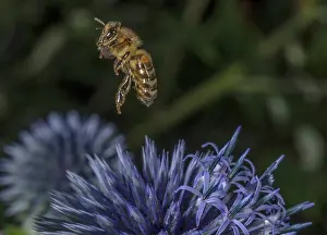 Pollinator: Honey Bee taking off from globe thistle, Echinops