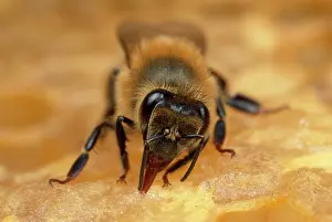 Tending: Honey Bee - tending honeycomb